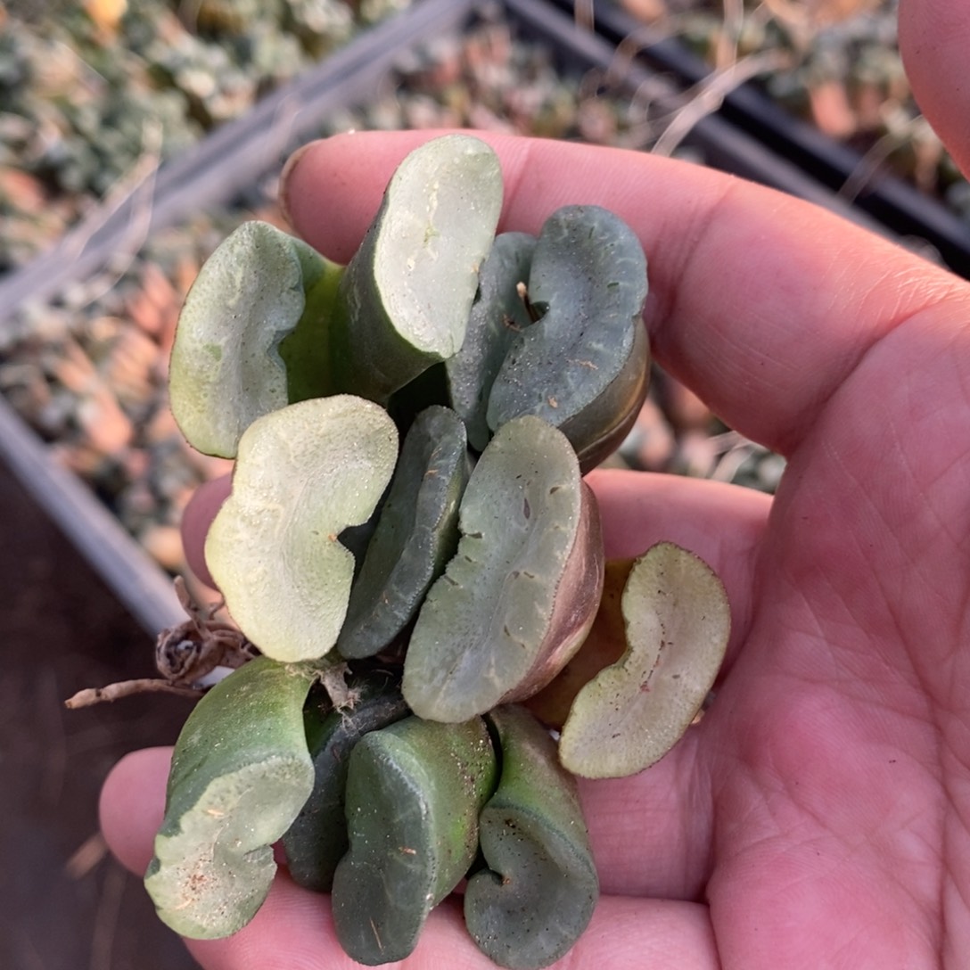 610 一颗大久保蓝镜玉扇 铭品 