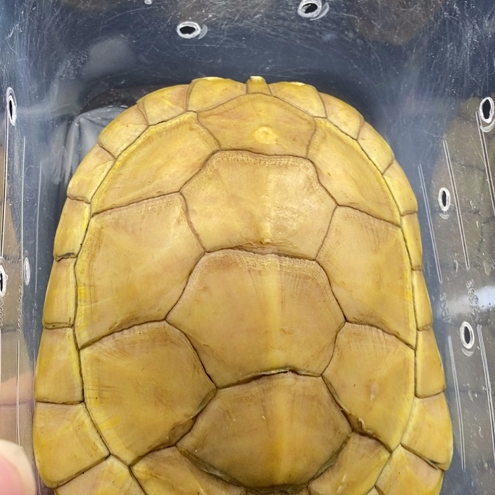 巴西彩龟母66666666