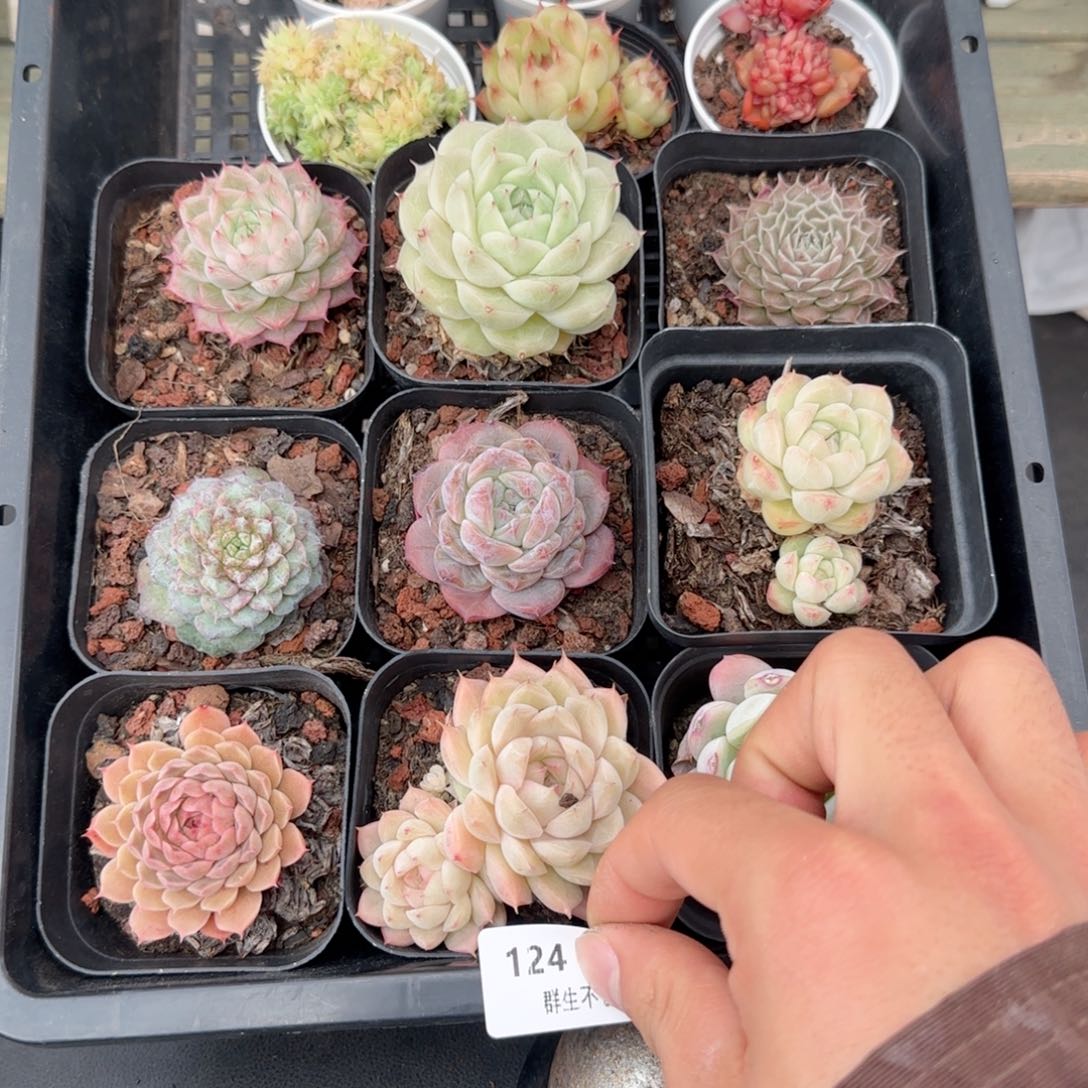 框拍框拍0209-124