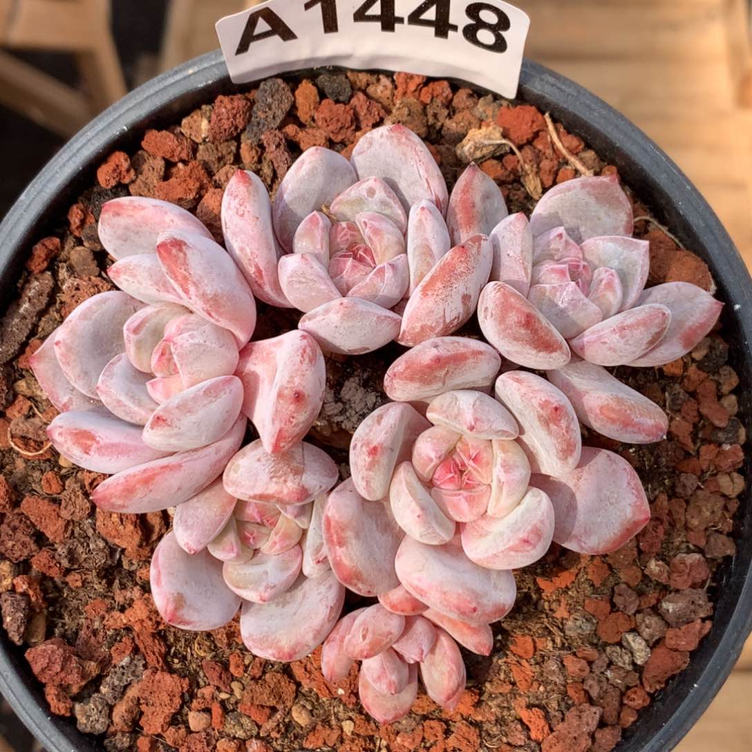 A1448 橙梦露小树高杆 有砍 福利