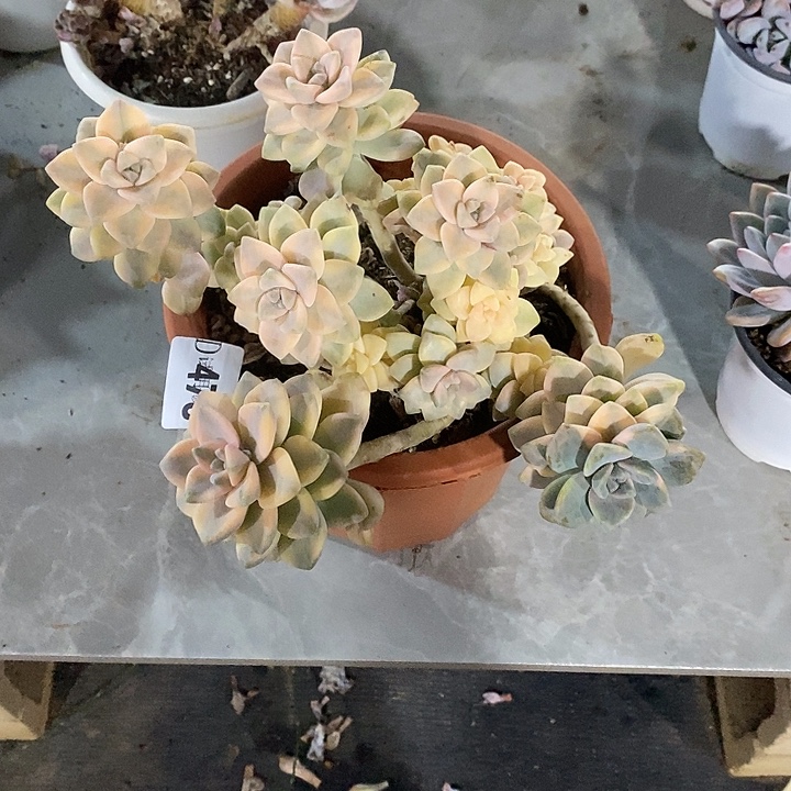 2***心478美杏锦多肉植物多肉