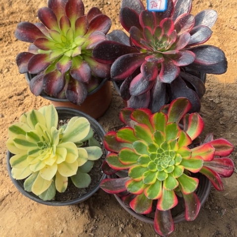 847多肉植物组合