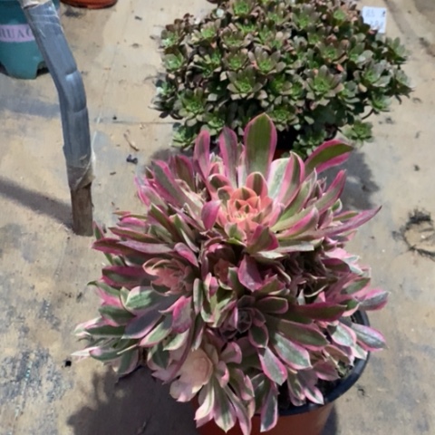 女神多肉植物064