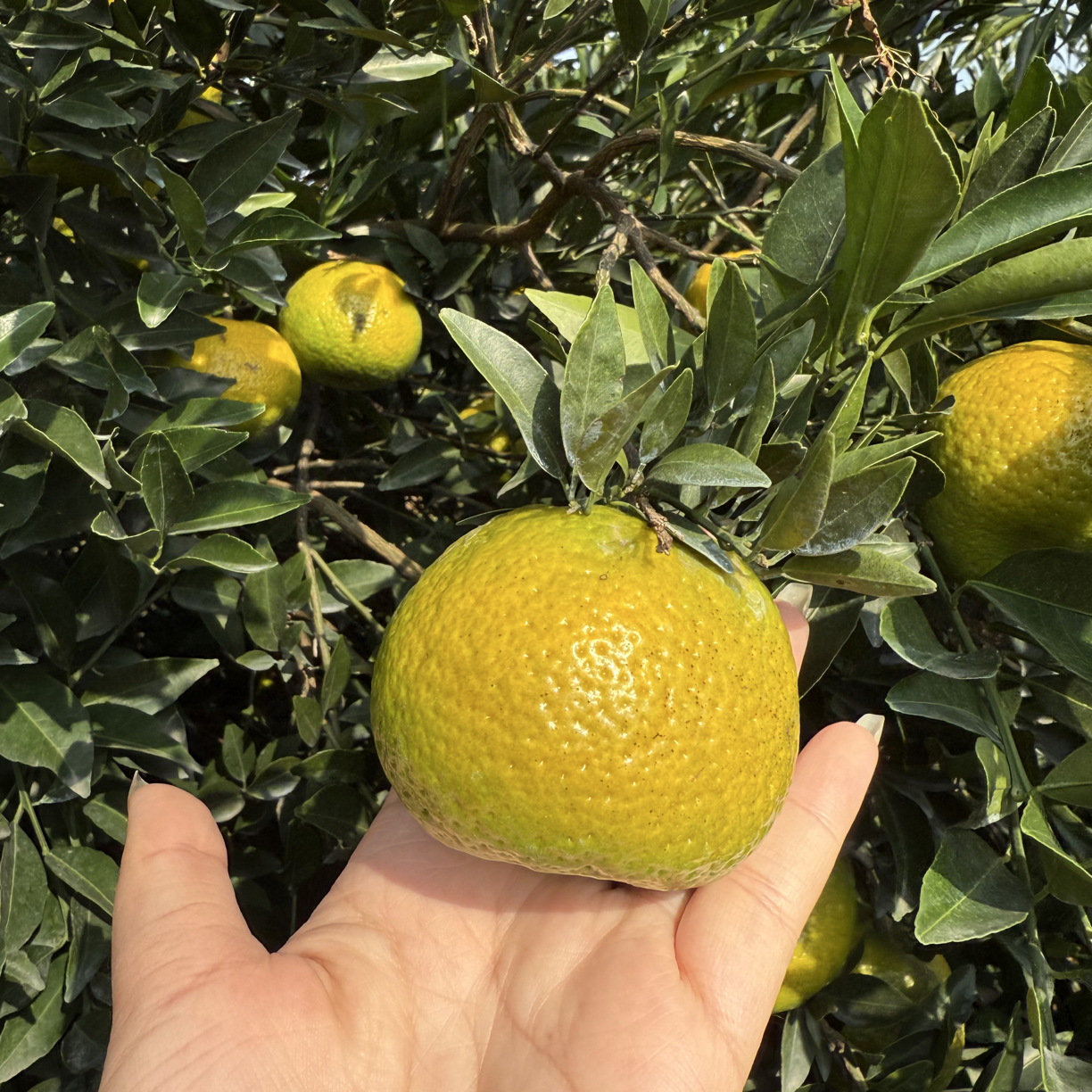 新会东甲梅江圈枝大红柑鲜果