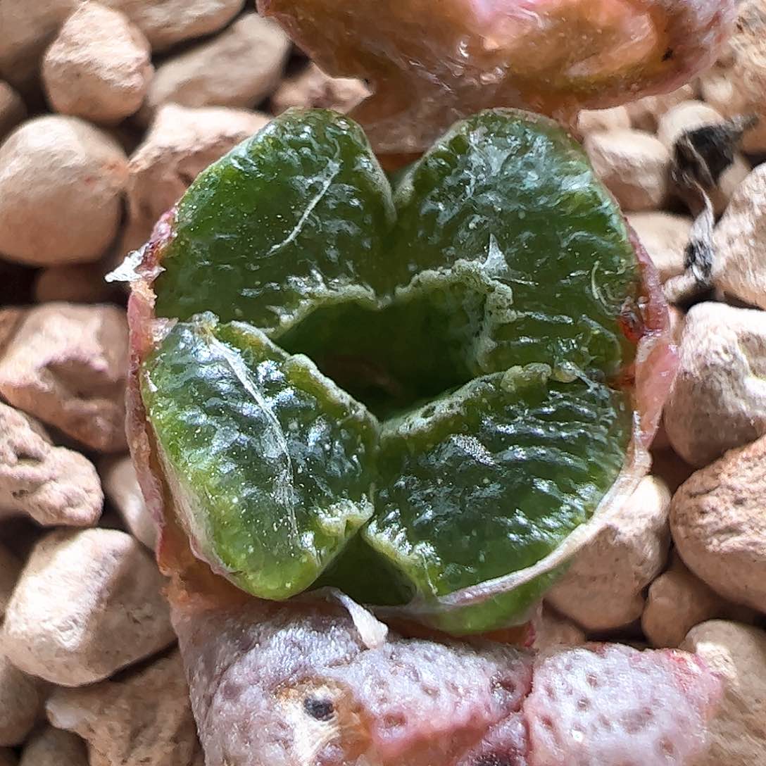 全窗蝴蝶勋章果冻窗一颗618。