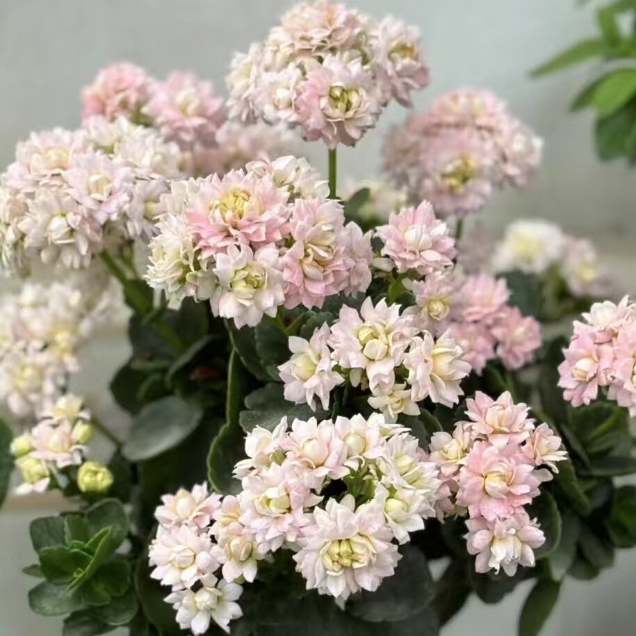 【香草冰淇淋】110盆重瓣长寿花
