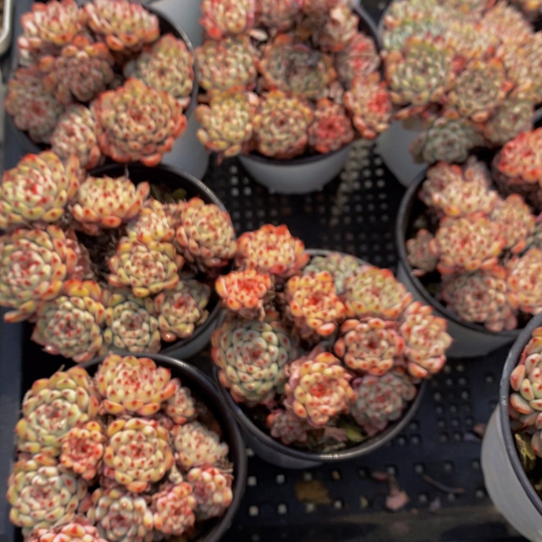 174-老桩蓝姬莲多头群一个