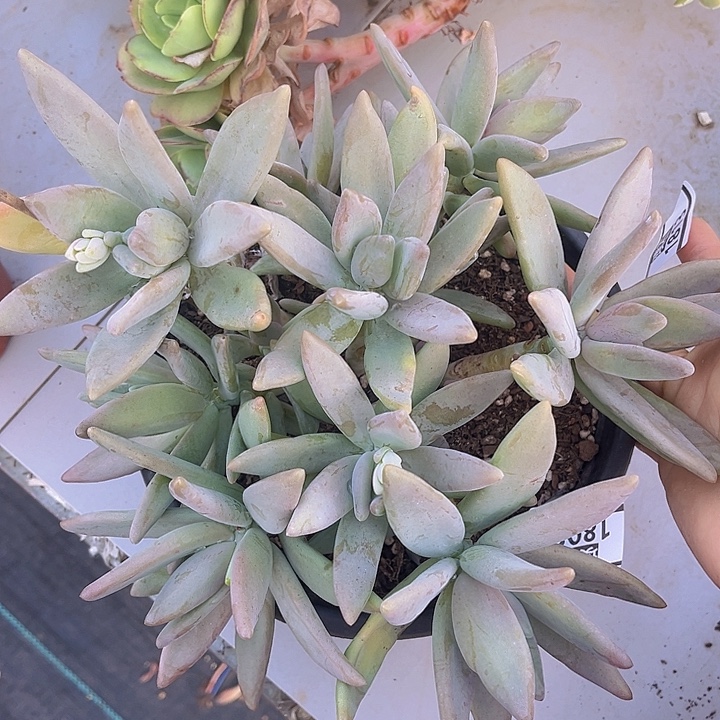 香蕉美人1808多肉植物