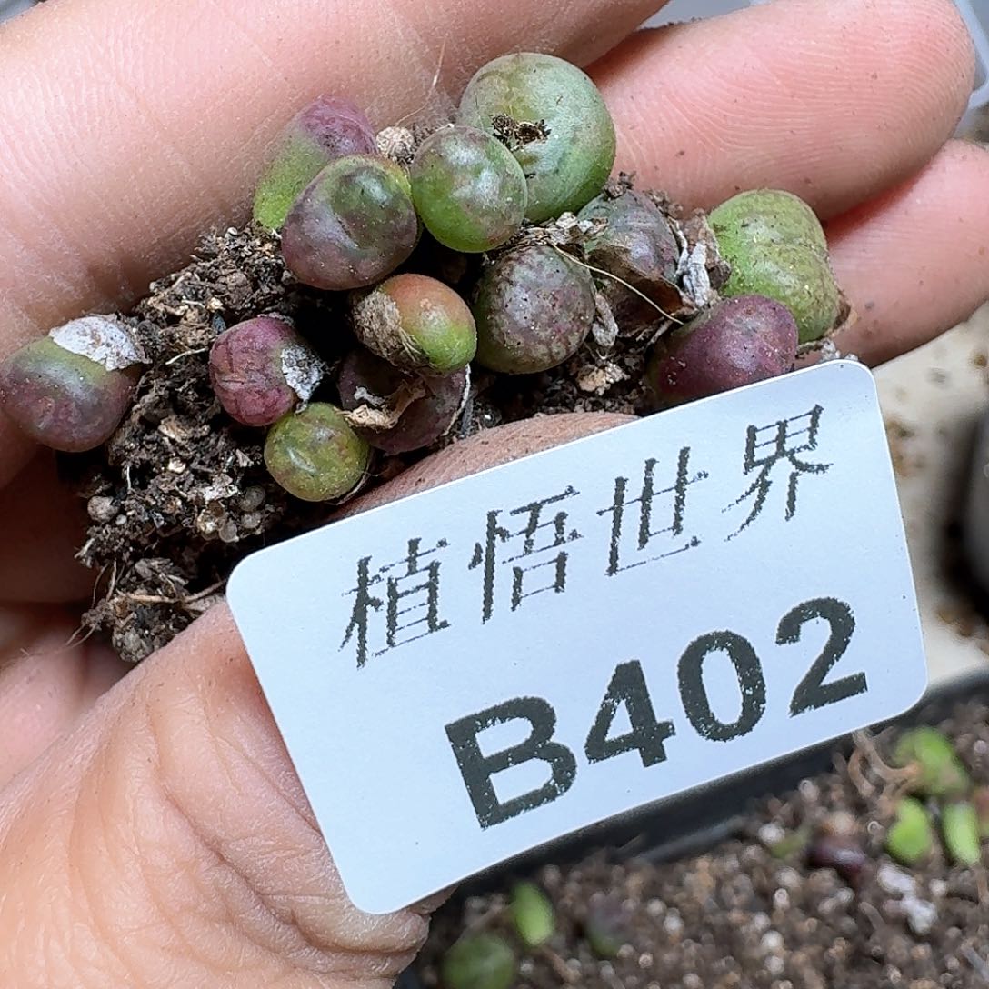402号多肉植物哇f f
