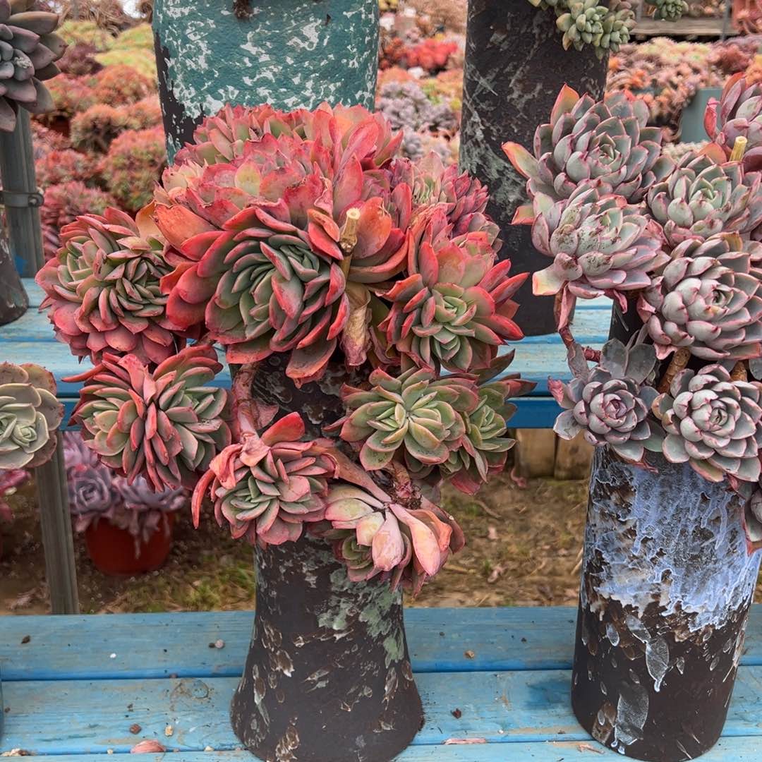 精品绮罗妖桩 裸根