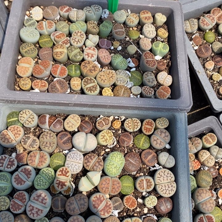 ^***嘿生石花等植物的生长495