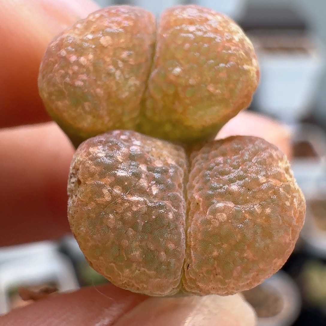 565一颗c10    00000000000000