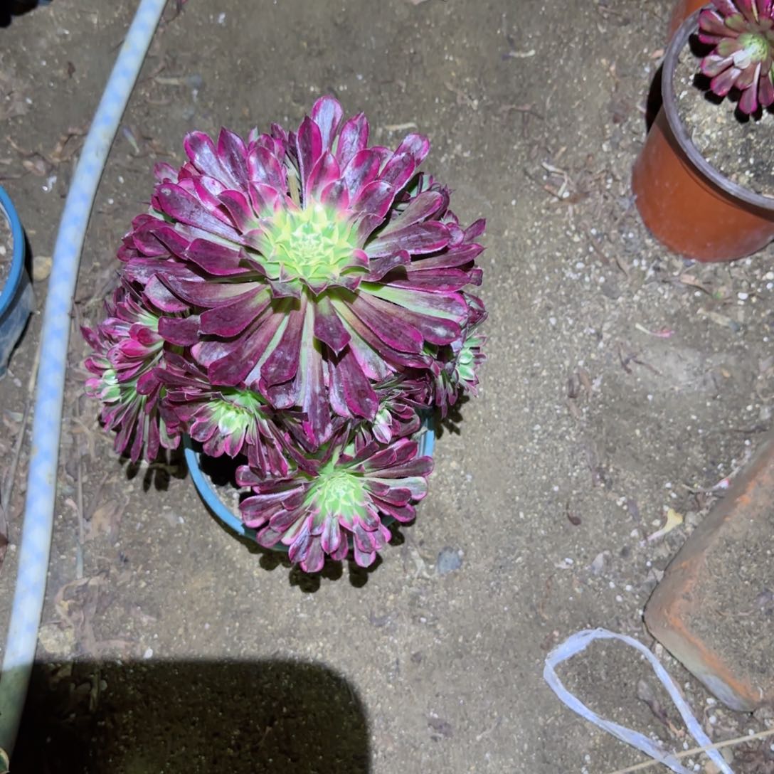 天合法师多肉599