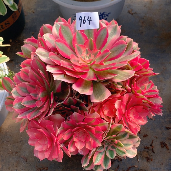 964粉女巫精品法师多肉