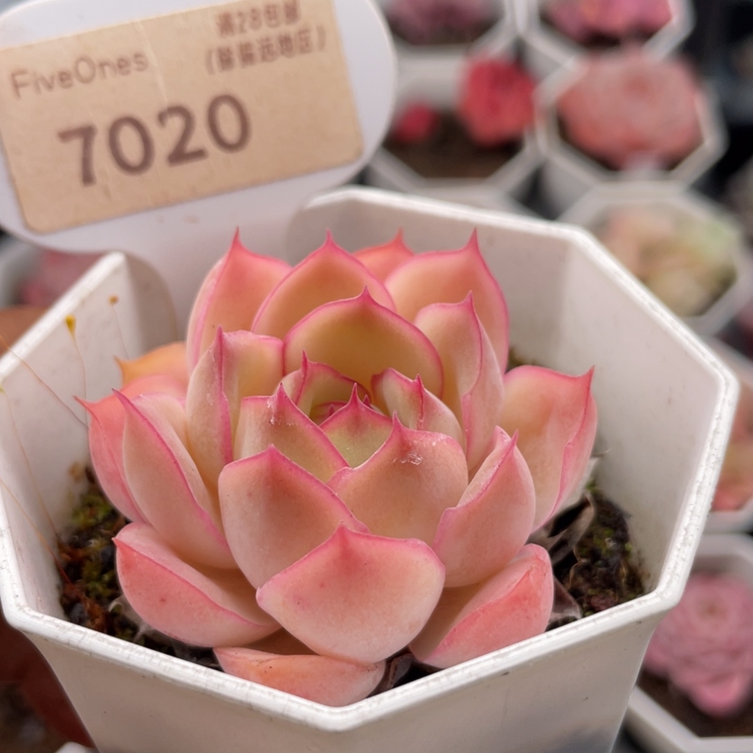 采荷7020-4.5厘米