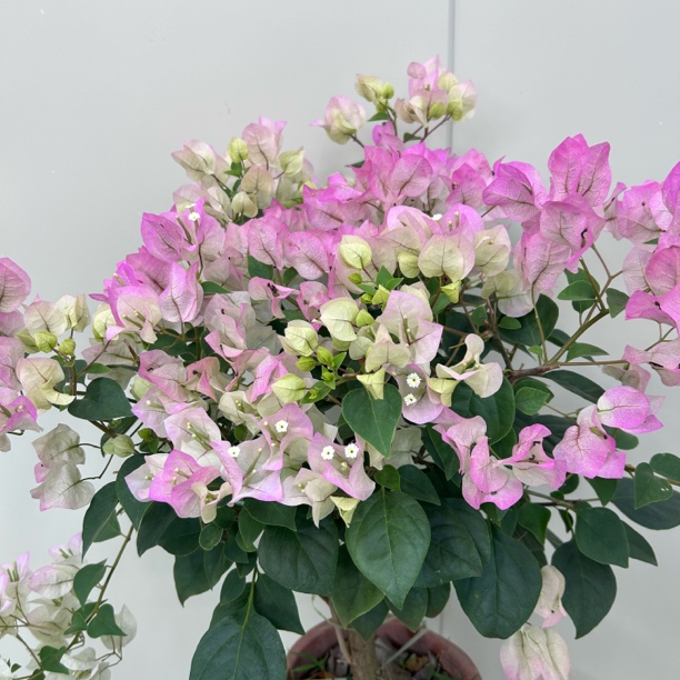 （绿樱棒棒糖）三角梅勤花四季开花庭院阳台好养绿植花卉