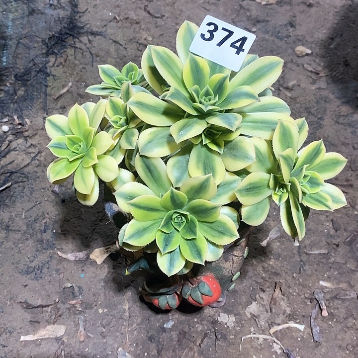 法师植物12345678