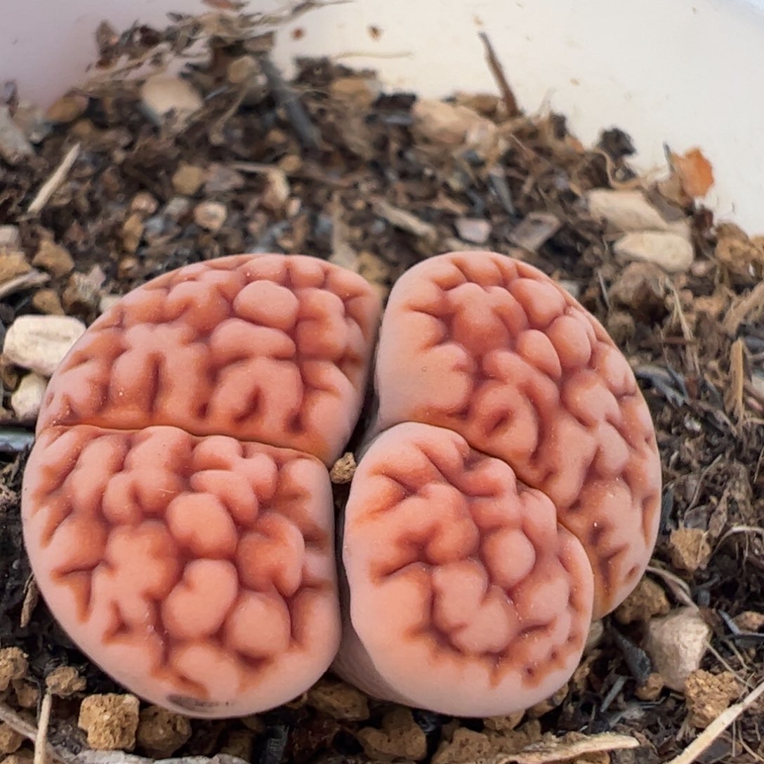 脑纹花纹多肉植物百科2