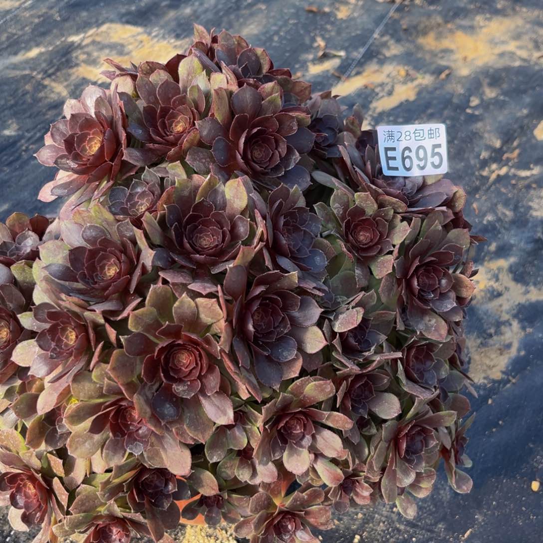 695多肉植物一物一拍