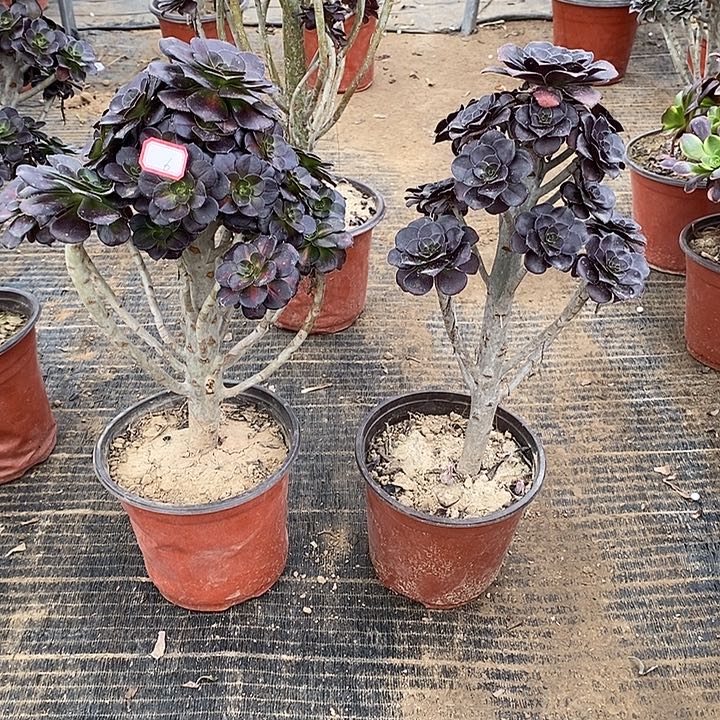 6，2颗多肉法师多肉法师