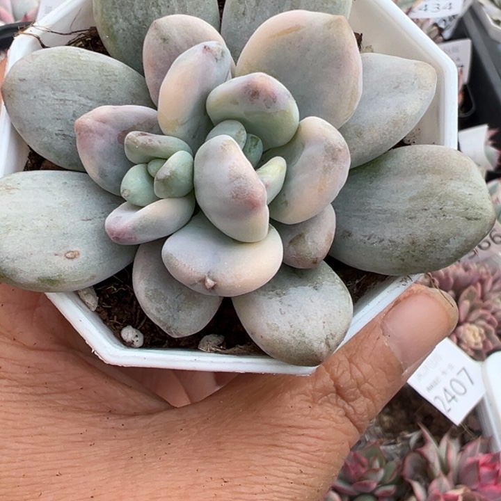 洛神拉丝锦多肉植物2443