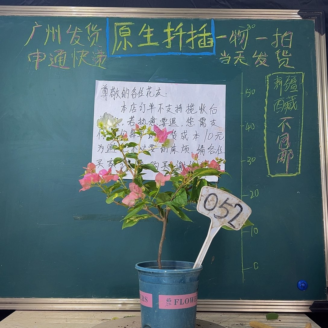 当前无花栽培后可以开花 金心橙白  052