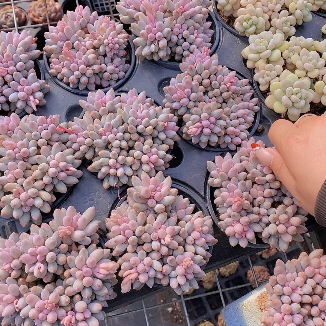 0124-婴儿手指群一颗 量拍