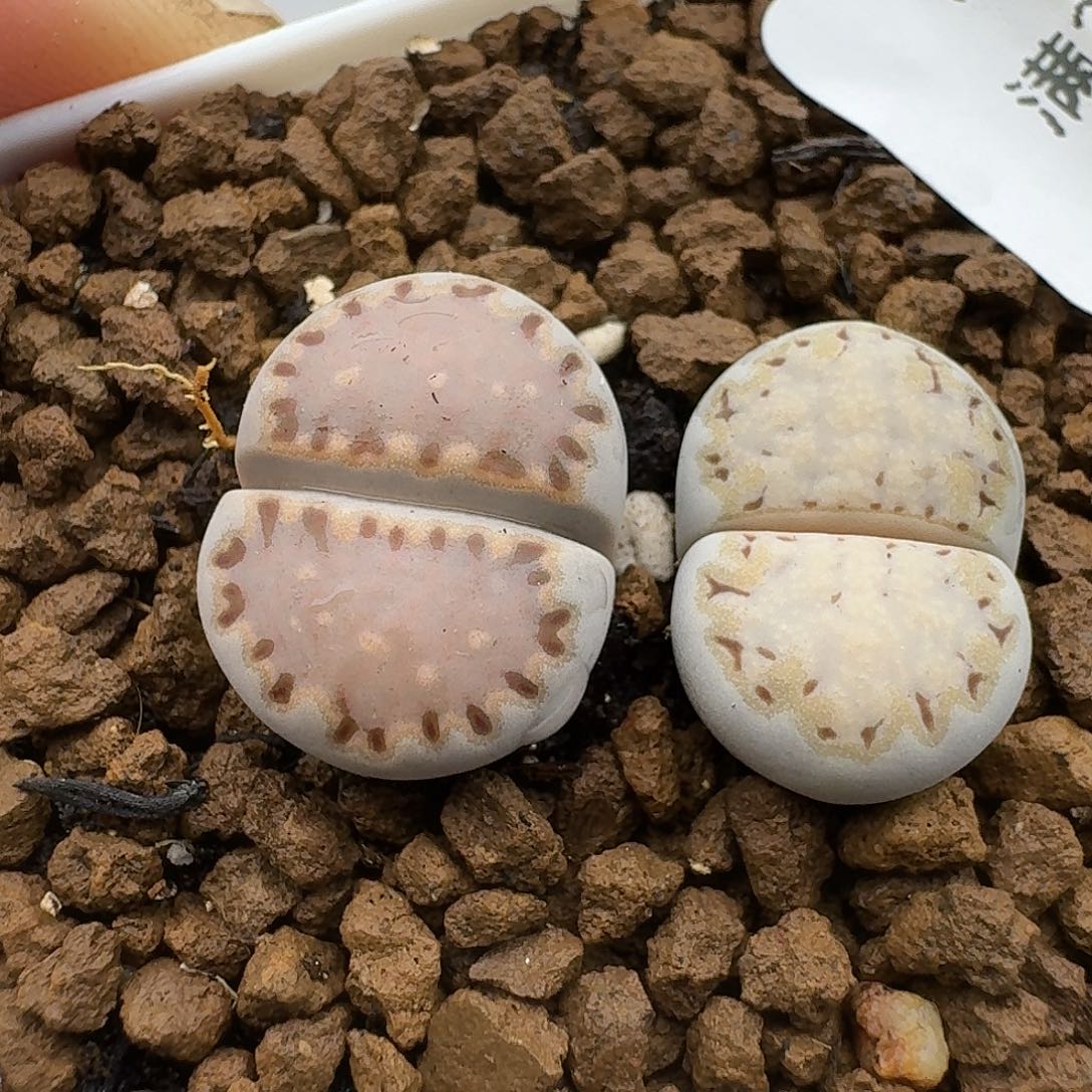 636多肉哈哈哈哈哈哈哈