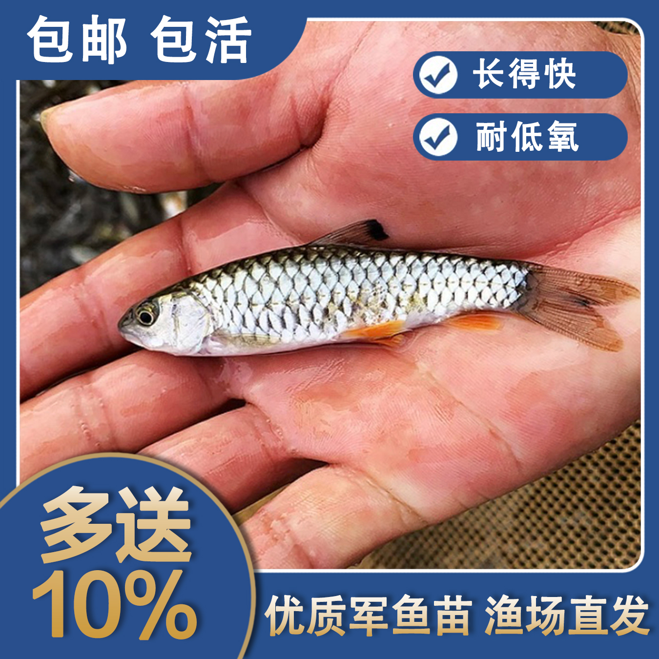 广东军鱼学名光倒刺鲃淡水水族活体