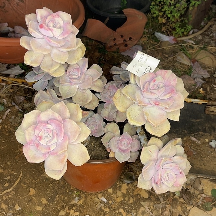 紫乐石化锦群，一物一拍