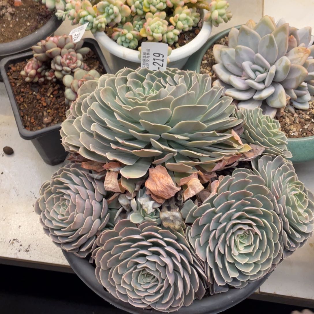 黑大帅多肉2.219天赐