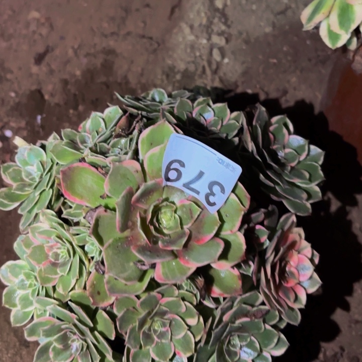 379孔雀翎多肉植物