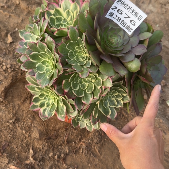 2676二号棚水蜜桃C