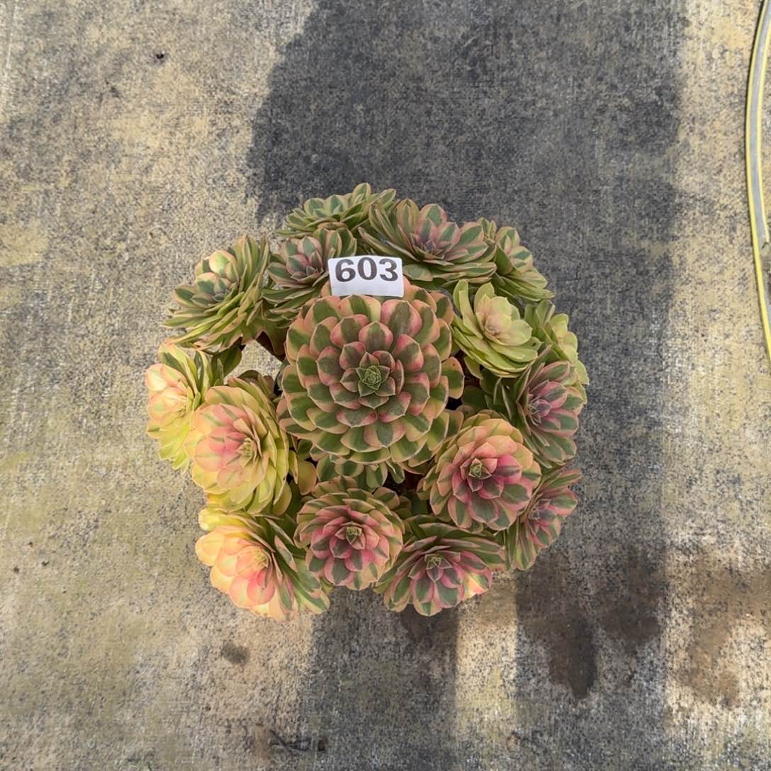 开*华603！雨菏法师多肉植物