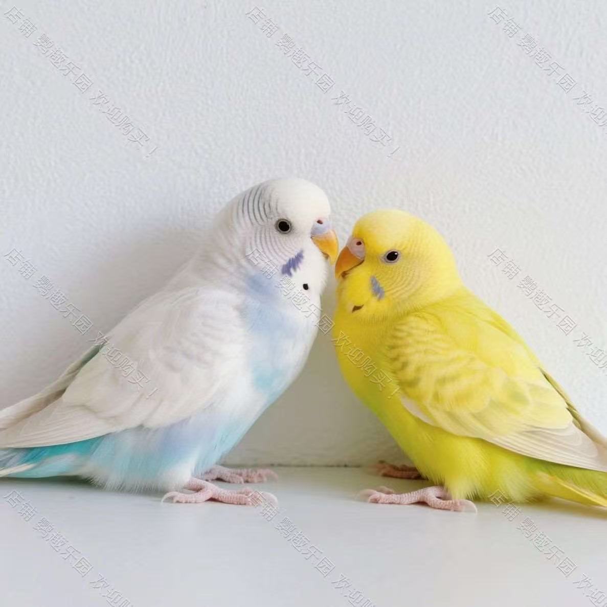 3只手玩鹦鹉活体可在家养 好养