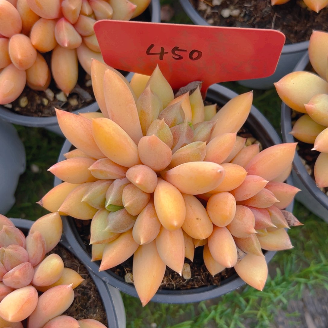 福利来了打榜啦我