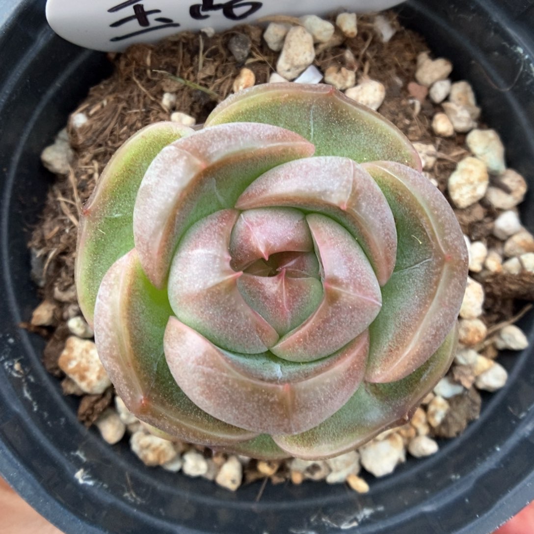 玉露新品可拍。            