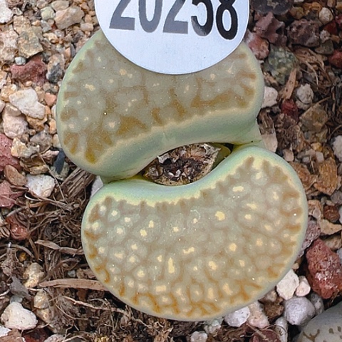 虹20258团团圆圆呀