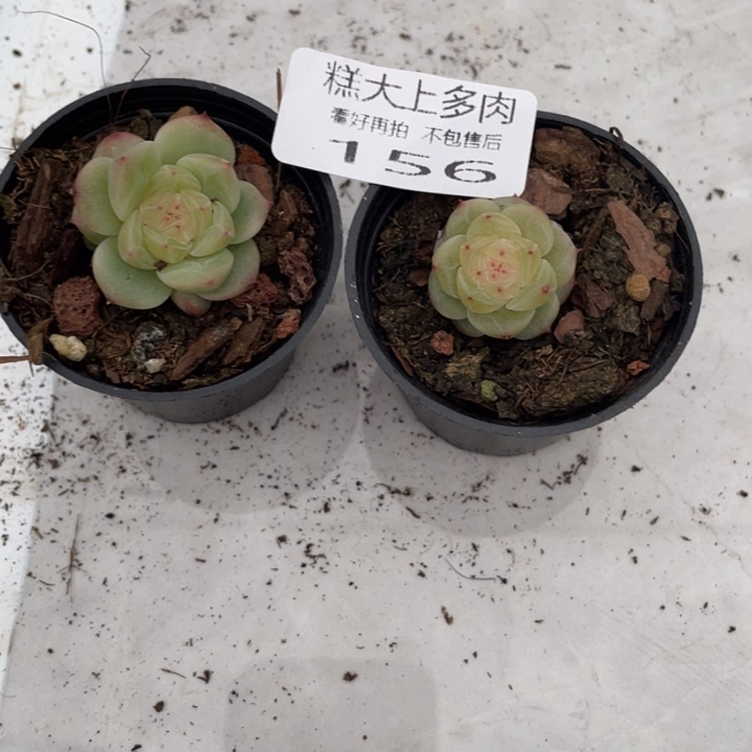 乄*糕大上多肉植物156