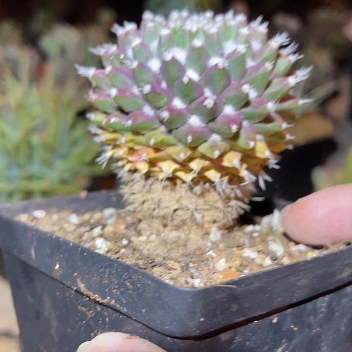 满38包邮2天凑单，脱土晾根发货多肉植物实生雪糕