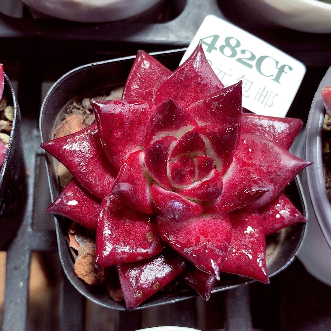 5厘米盆精控多肉482