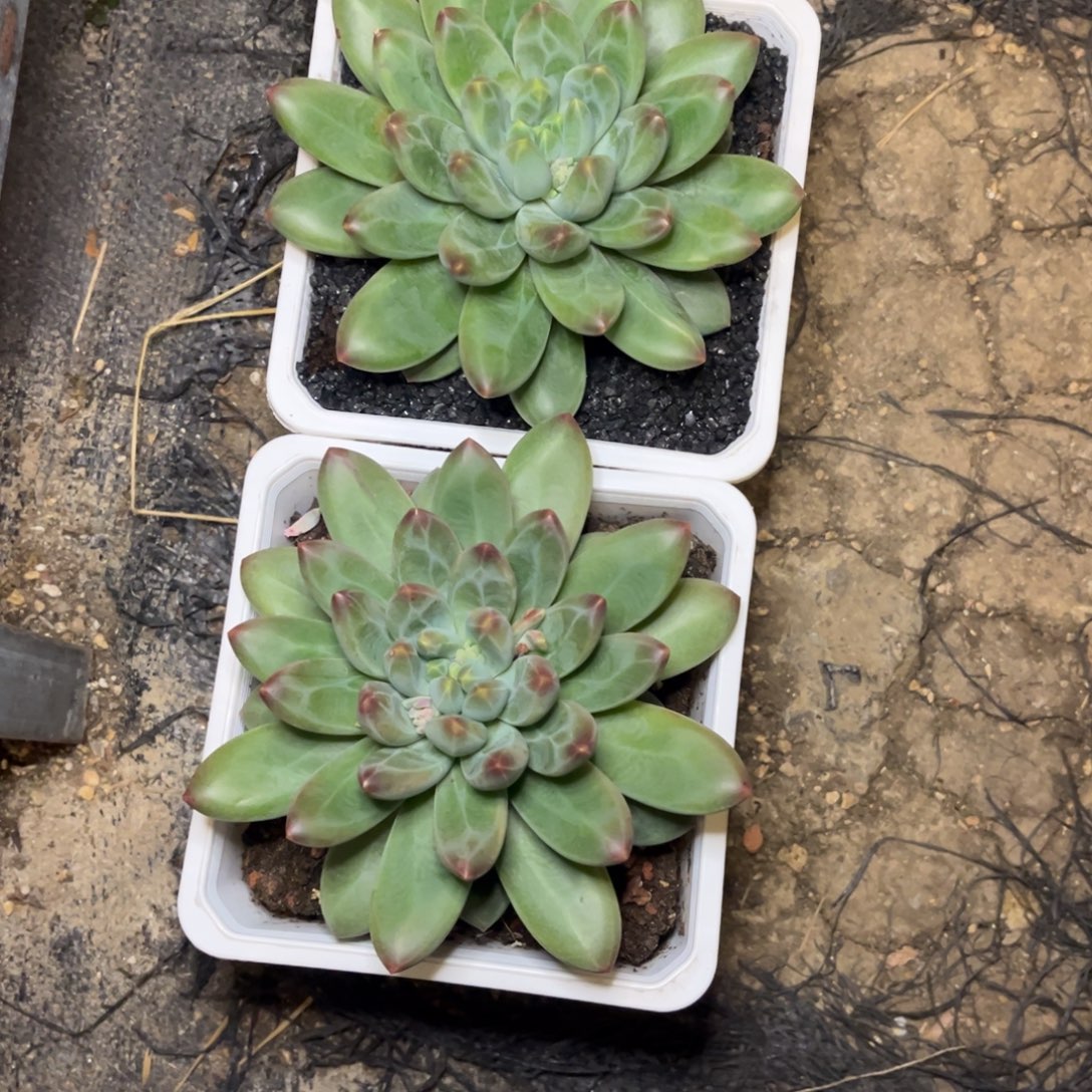 叁***月谱嘞色本寄养三月