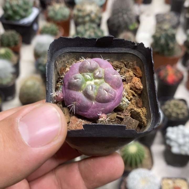 猫***王紫皮无刺象牙特价