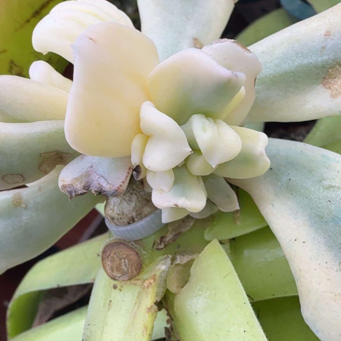 特玉莲锦腹轮锦多肉锦