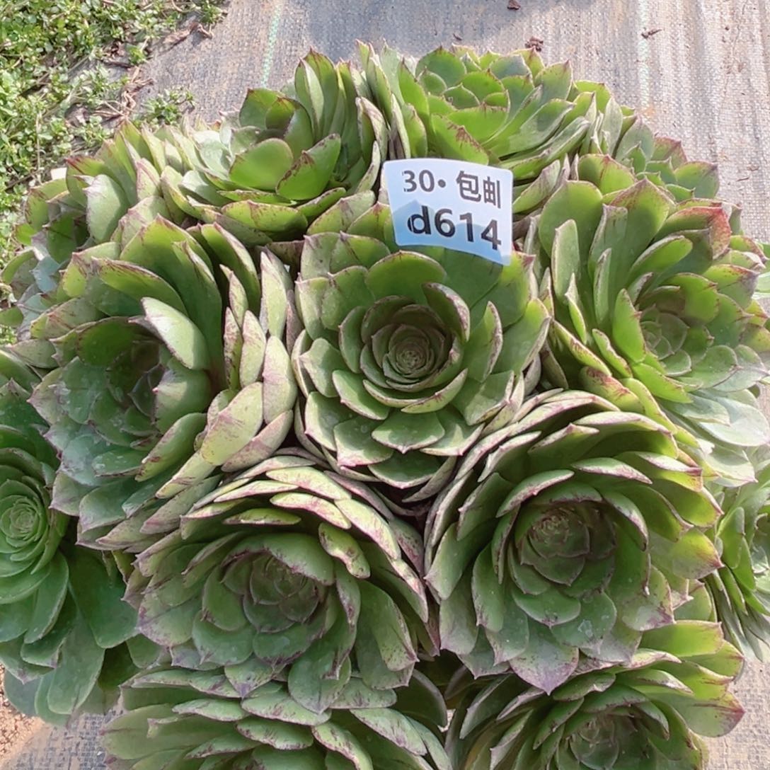 614万拉丝多肉法师