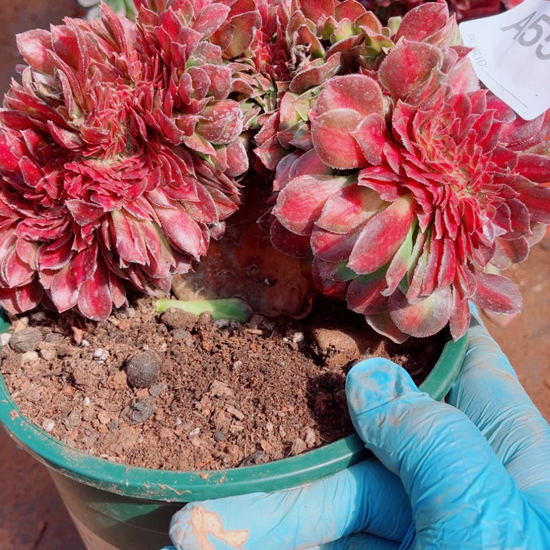 多肉植物557荔枝中班