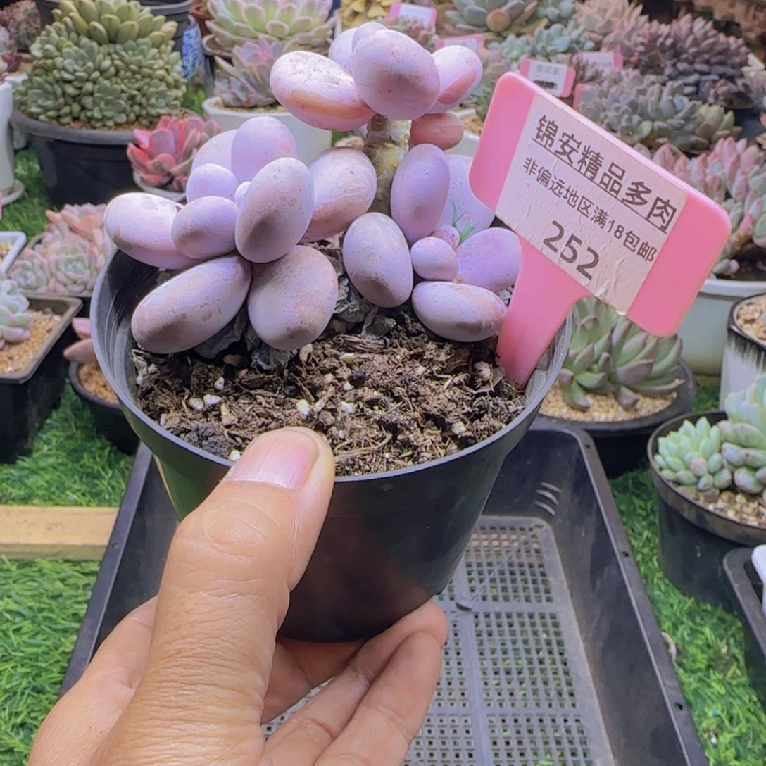 锦安精品多肉植物252