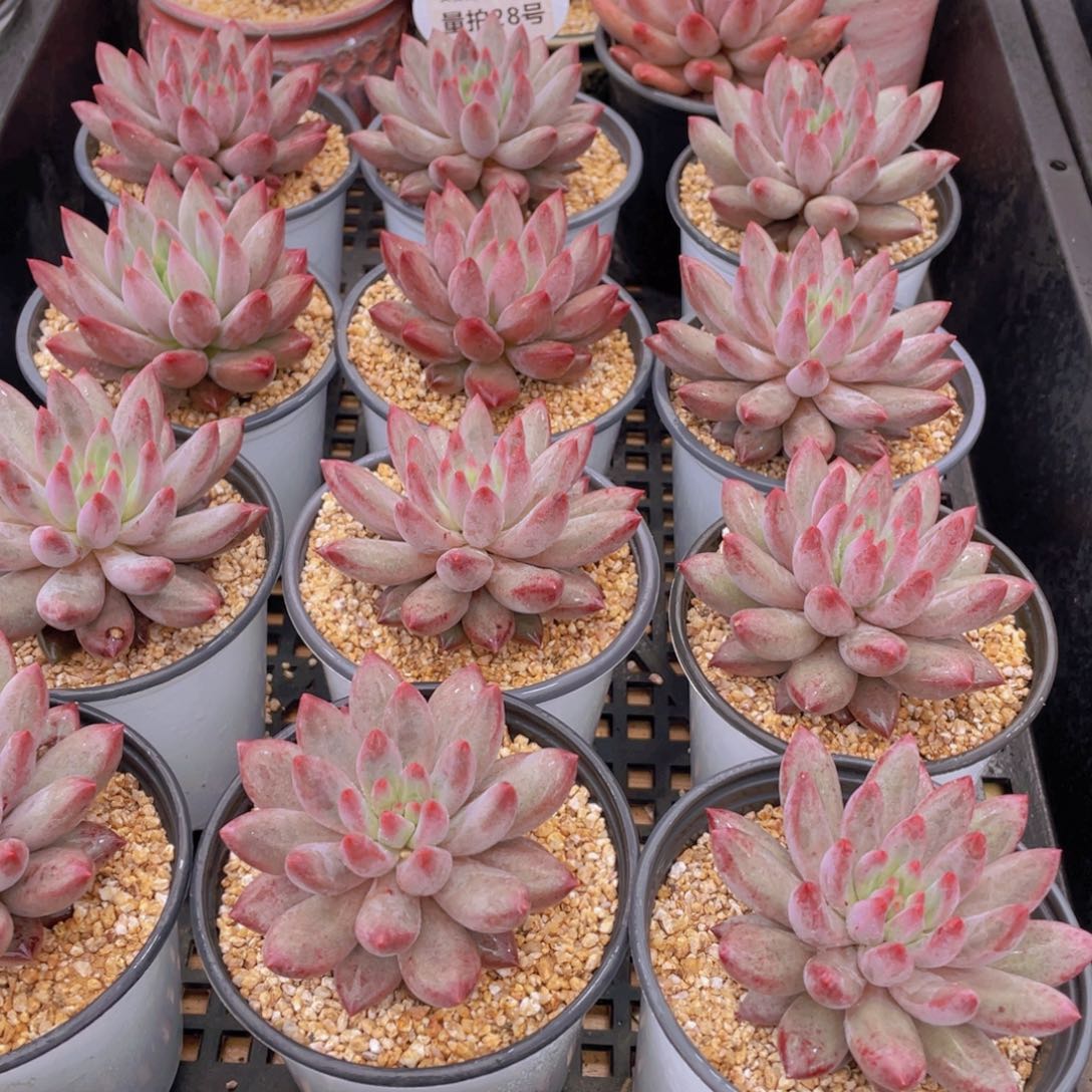 量拍28号 虞美人单头一个