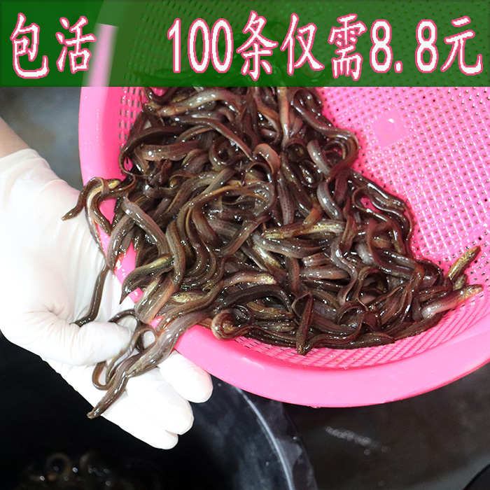 河鲜泥鳅鲜活 台湾小泥鳅鱼活体 圆青鳅筏钓诱饵打窝鳅鱼钓鱼活饵
