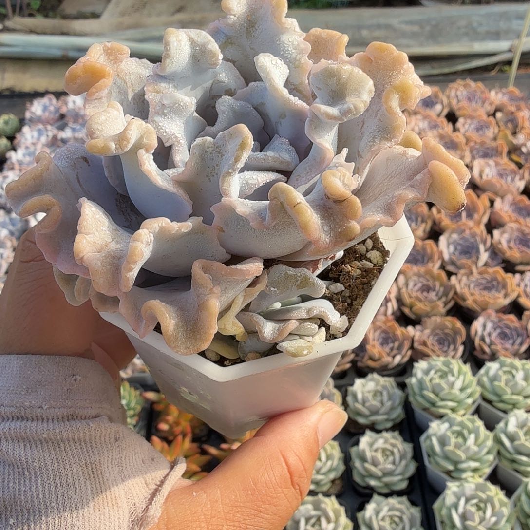 随机发九公分芭蕾舞者单头满20包邮